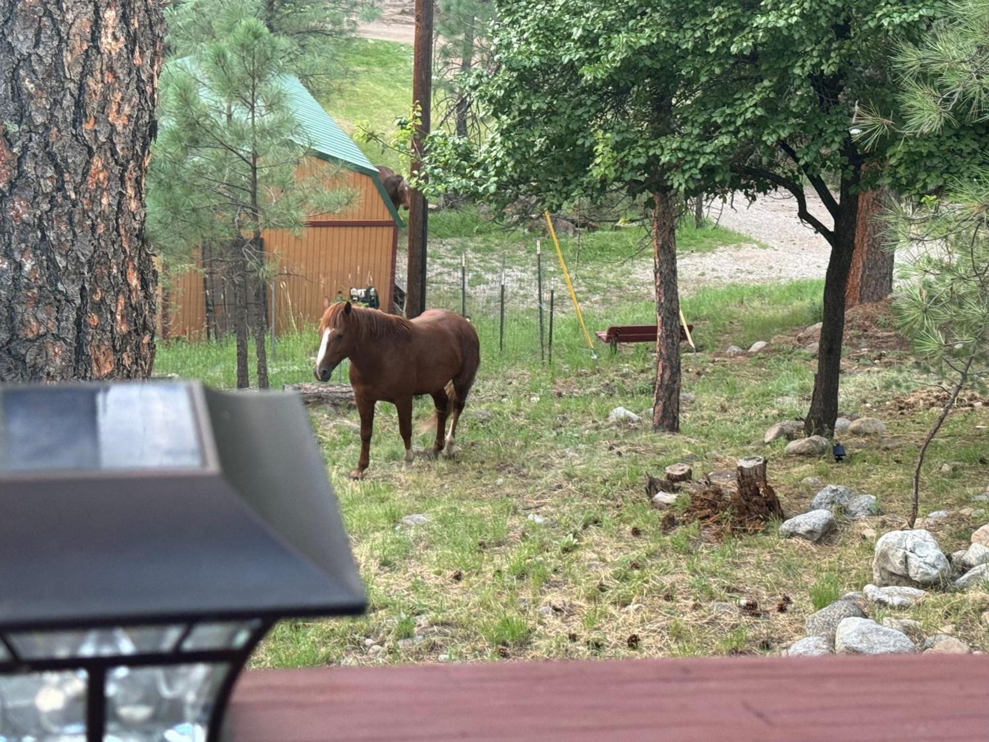 Gonzales Cozy Little Bear Cabin Ruidoso Exteriör bild