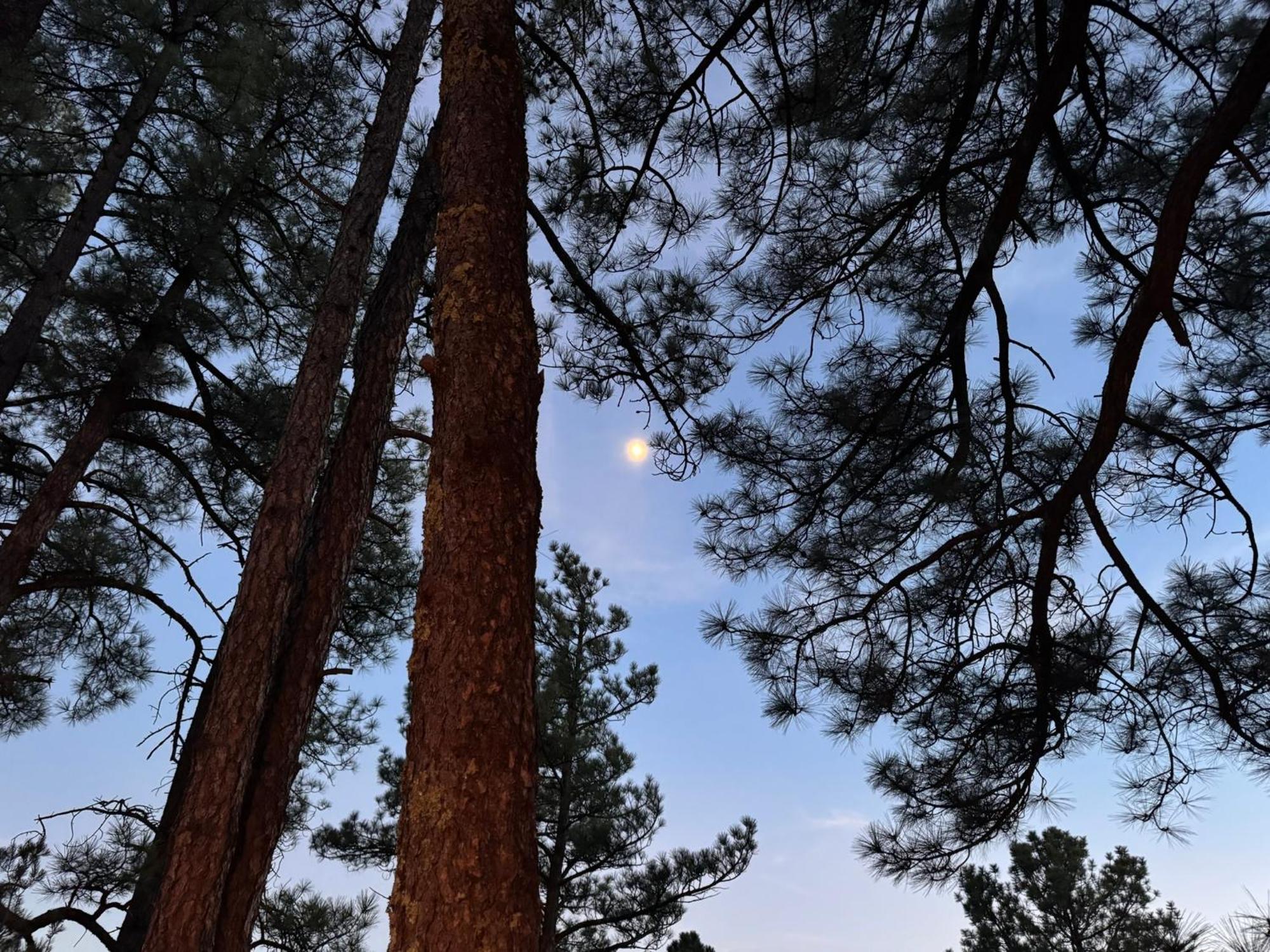 Gonzales Cozy Little Bear Cabin Ruidoso Exteriör bild